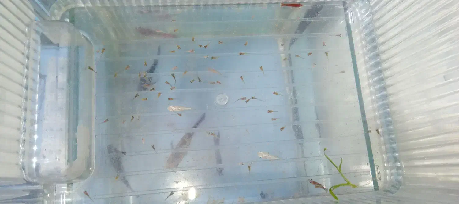 ماهی با آکواریوم و لوازم|ماهی|چهاردانگه (تهران), |دیوار