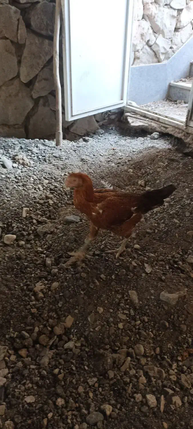 فروش یا تعویض مرغ لاری|حیوانات مزرعه|سبزوار, کراب|دیوار