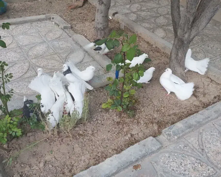 کبوتر چتری سفید بدون غلط کاکلی|پرنده|تیران, |دیوار