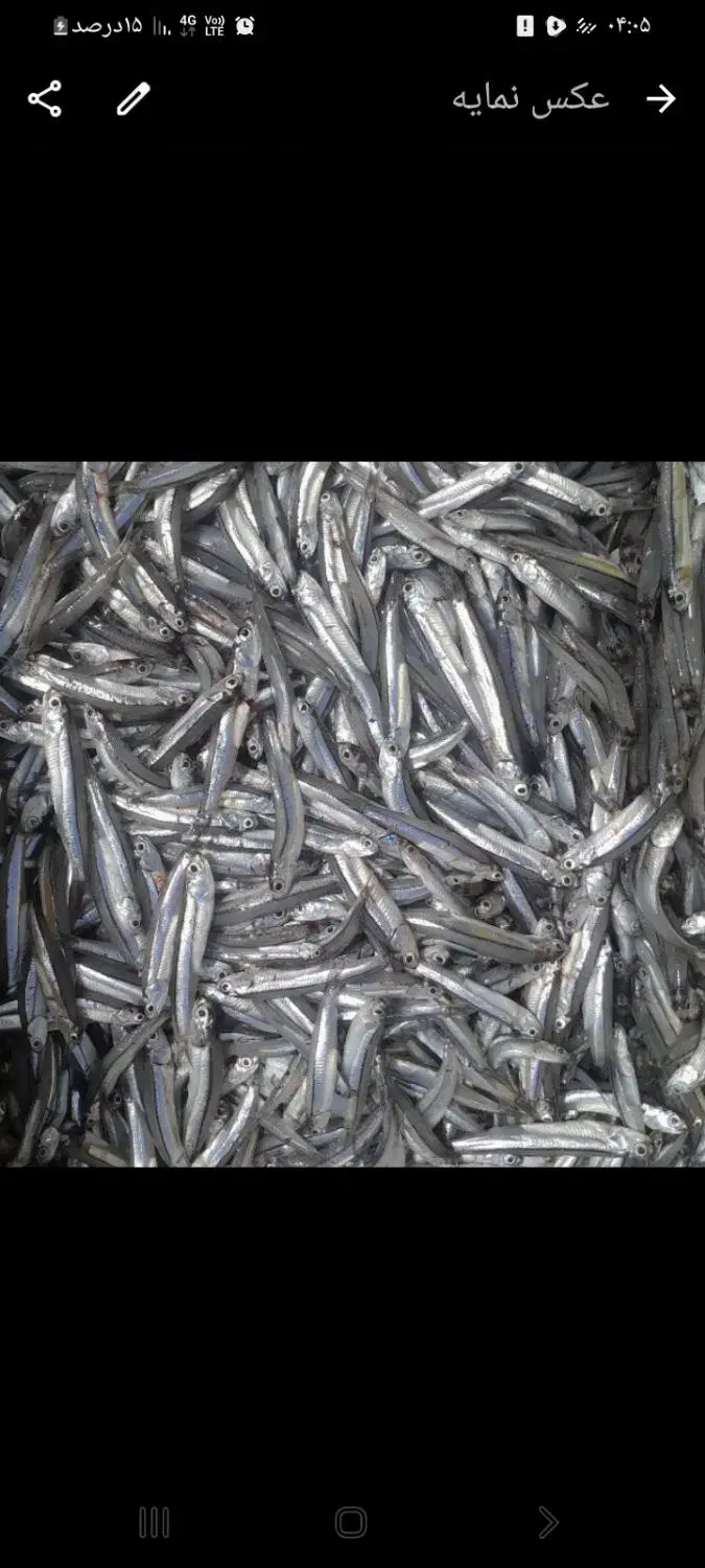 خرید تناژبالاماهی خشک درجه ۱ وفروش درجه ۲|ماهی|قشم, |دیوار