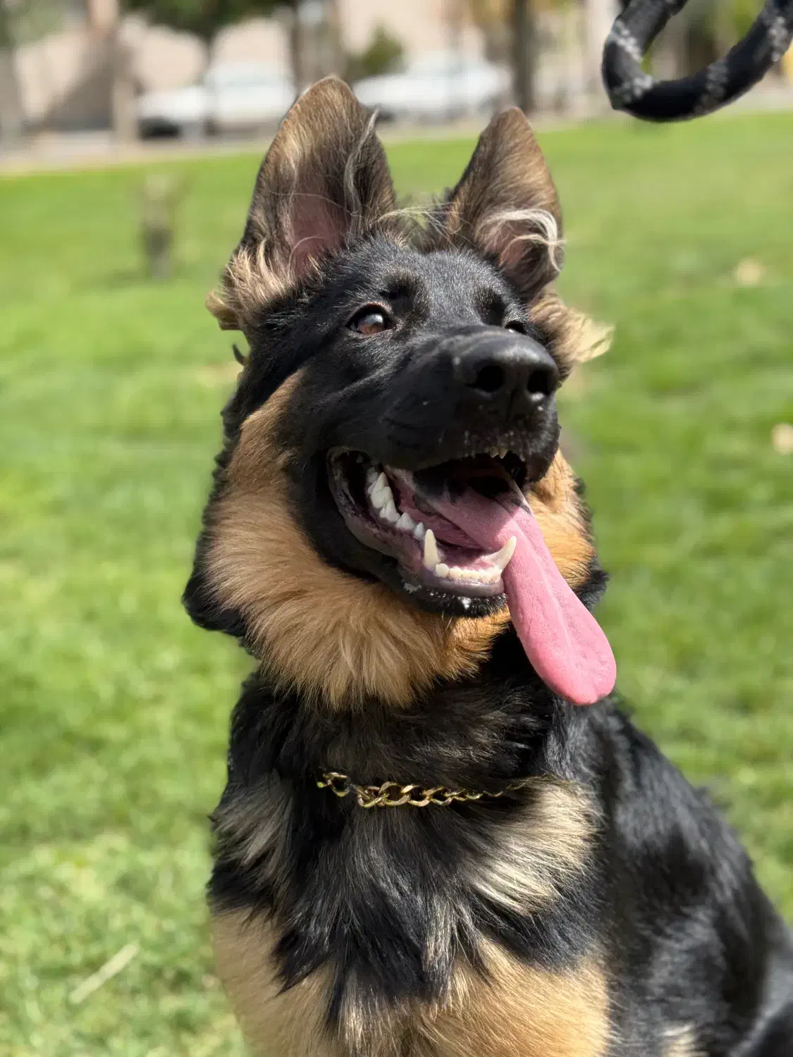 توله ژرمن ۸ ماهه|سگ|زنجان, |دیوار