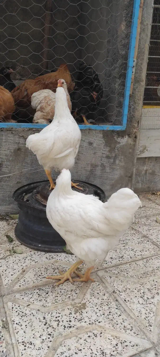 طاقچه ویاندوت وایت بوف جی اس جی|حیوانات مزرعه|مشهد, ویلاشهر|دیوار