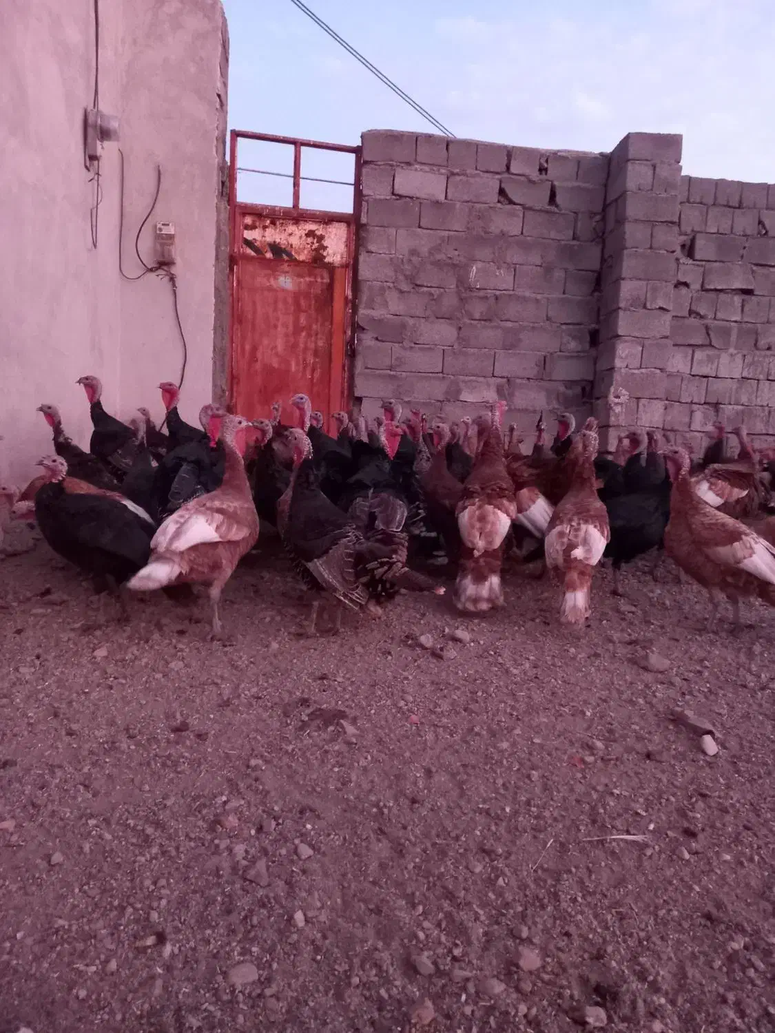 فروش بوقلمو (بوق)|حیوانات مزرعه|بیستون, |دیوار