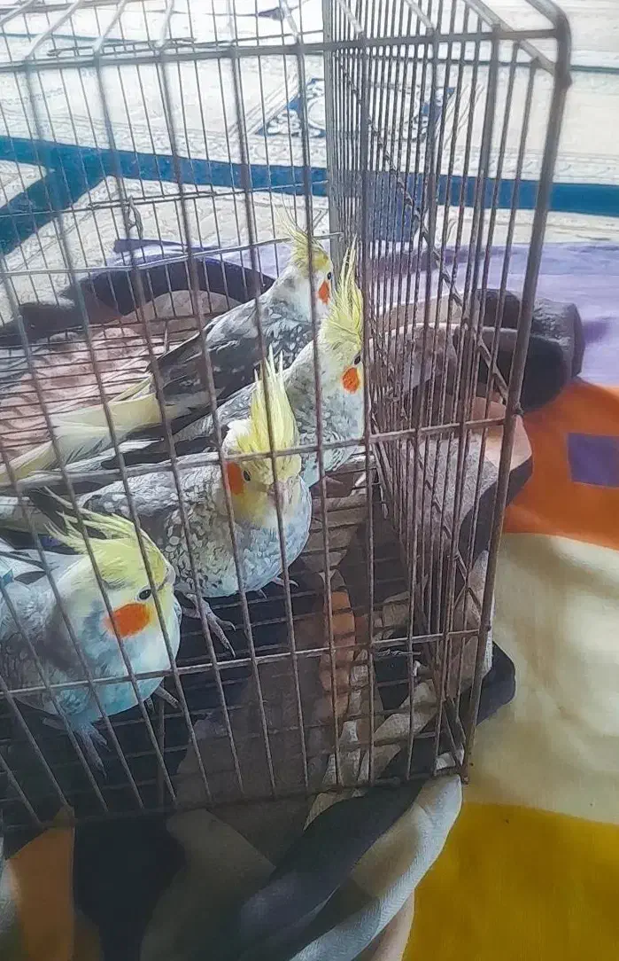 پرنده،عروس هلندی|پرنده|کوچصفهان, |دیوار