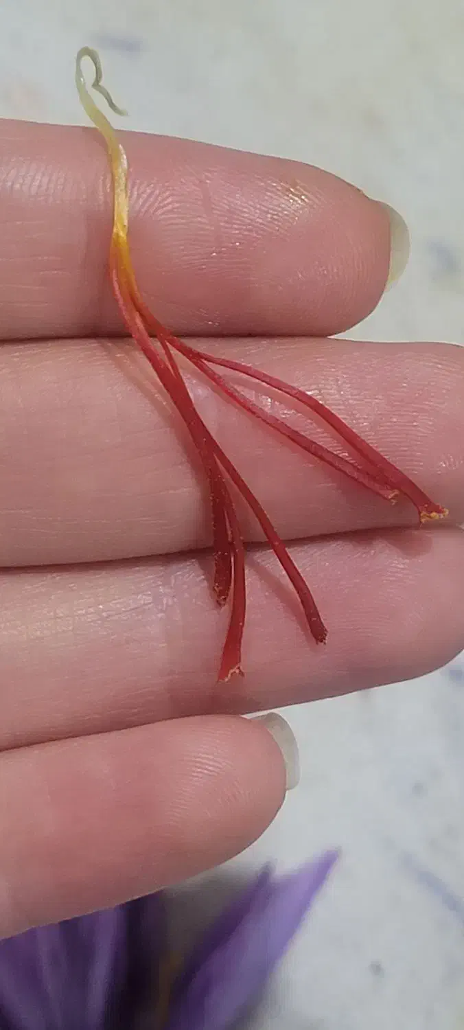 زعفران اصل زاوه تربت حیدریه|خوردنی و آشامیدنی|تهران, دروس|دیوار