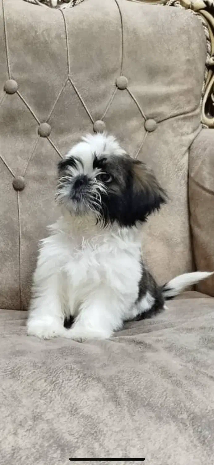 سگ شیتزو|سگ|ری, فیروزآبادی|دیوار