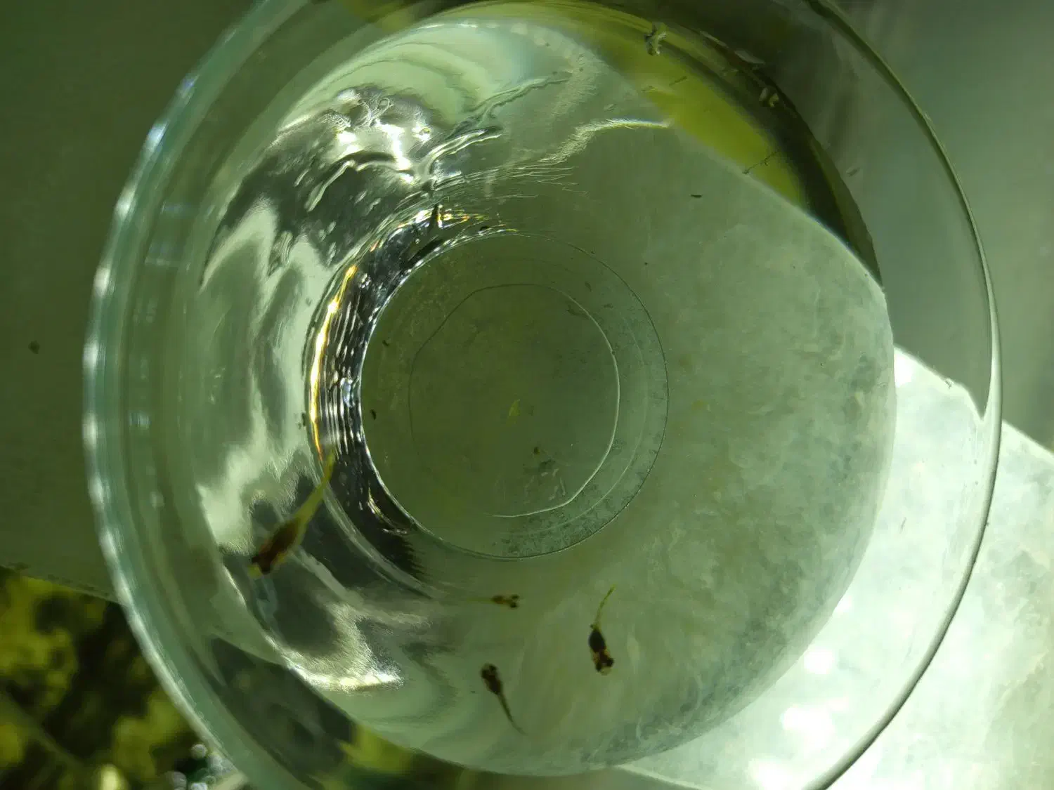 بچه ماهی گوپی|ماهی|تربتحیدریه, میدان مرکزی|دیوار