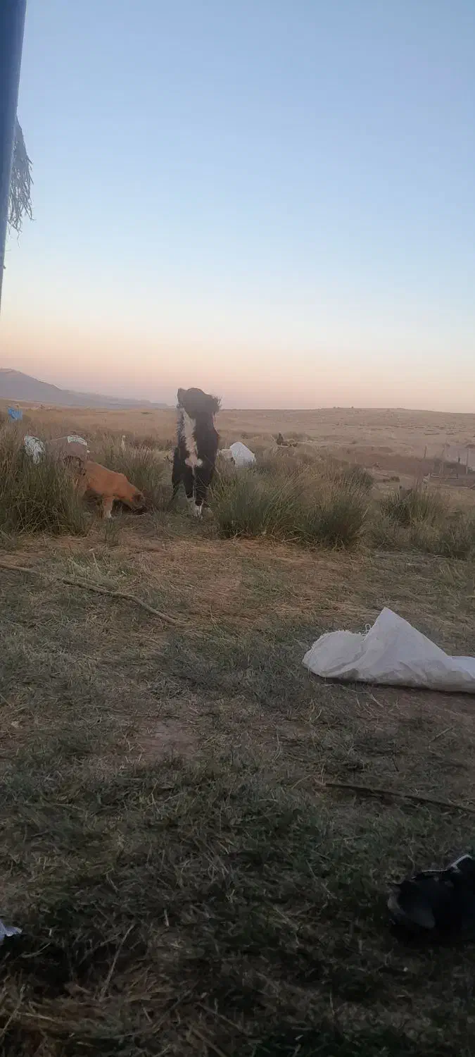 سگ قدردانی اصل|سگ|نورآباد ممسنی, |دیوار