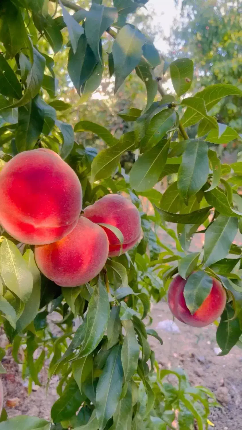 فروش باغ سی سخت چهار را باغات|فروش خانه و ویلا|سیسخت, |دیوار