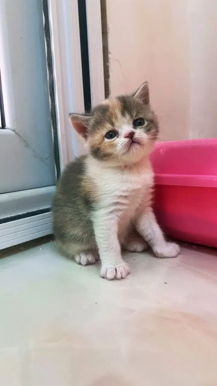 بریتیش های زیبا|گربه|تهران, جنت‌آباد مرکزی|دیوار