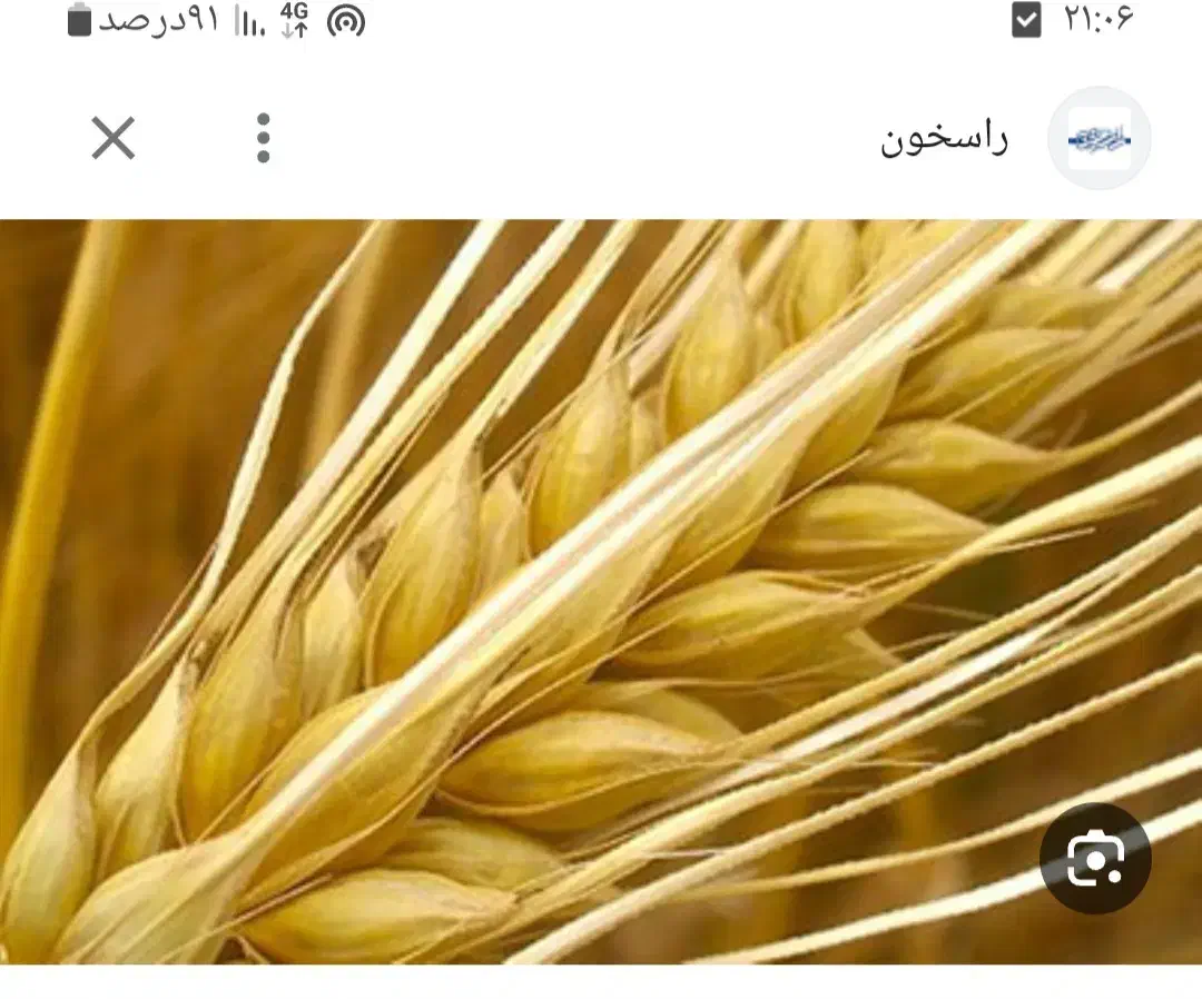 گندم ابی ودیم بوجاری کرده وسم زده مخصوص بذر|خدمات باغبانی و درختکاری|دورود, |دیوار