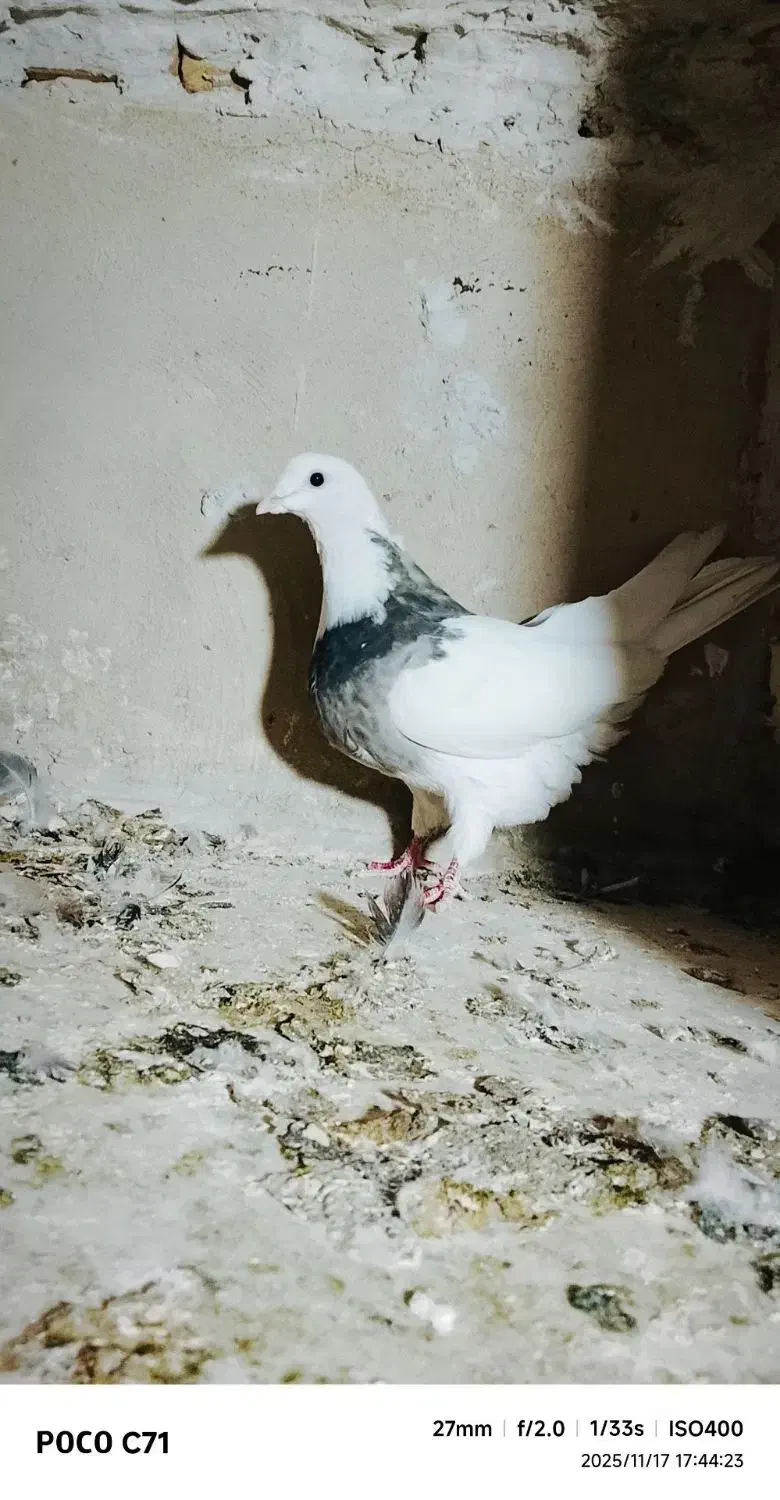 5تا کفتر|پرنده|سمنان, |دیوار