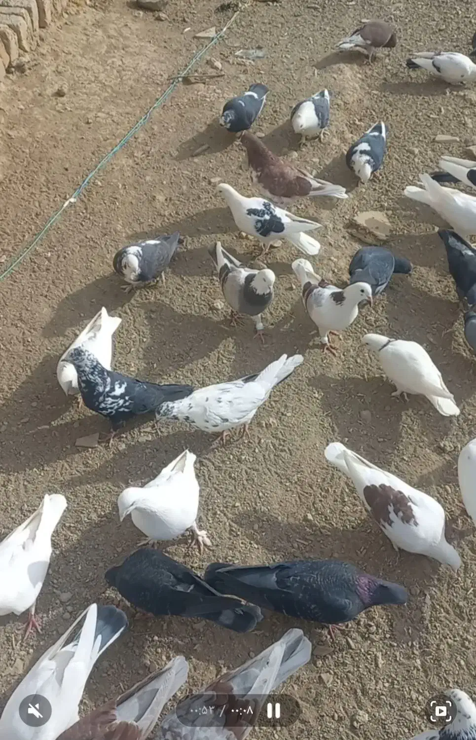 فروش ۵۰عدد کبوتر|پرنده|خوانسار, |دیوار