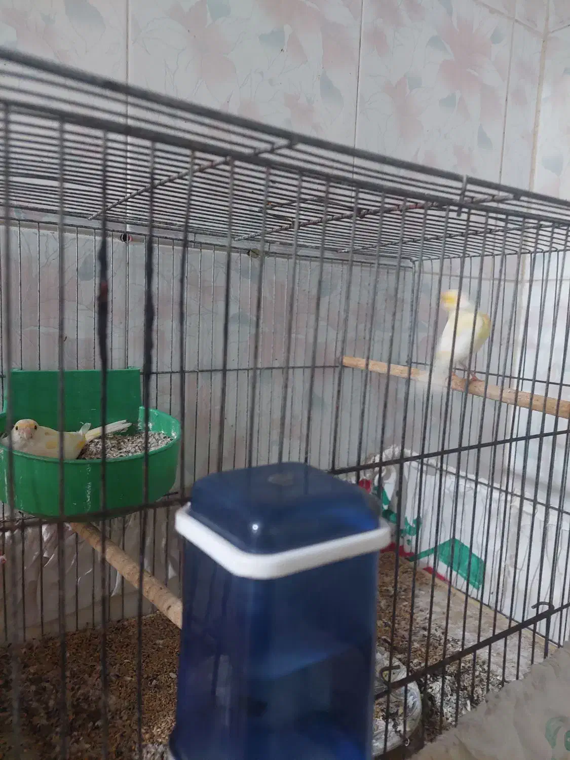 قناری جوان لیمویی|پرنده|میبد, |دیوار