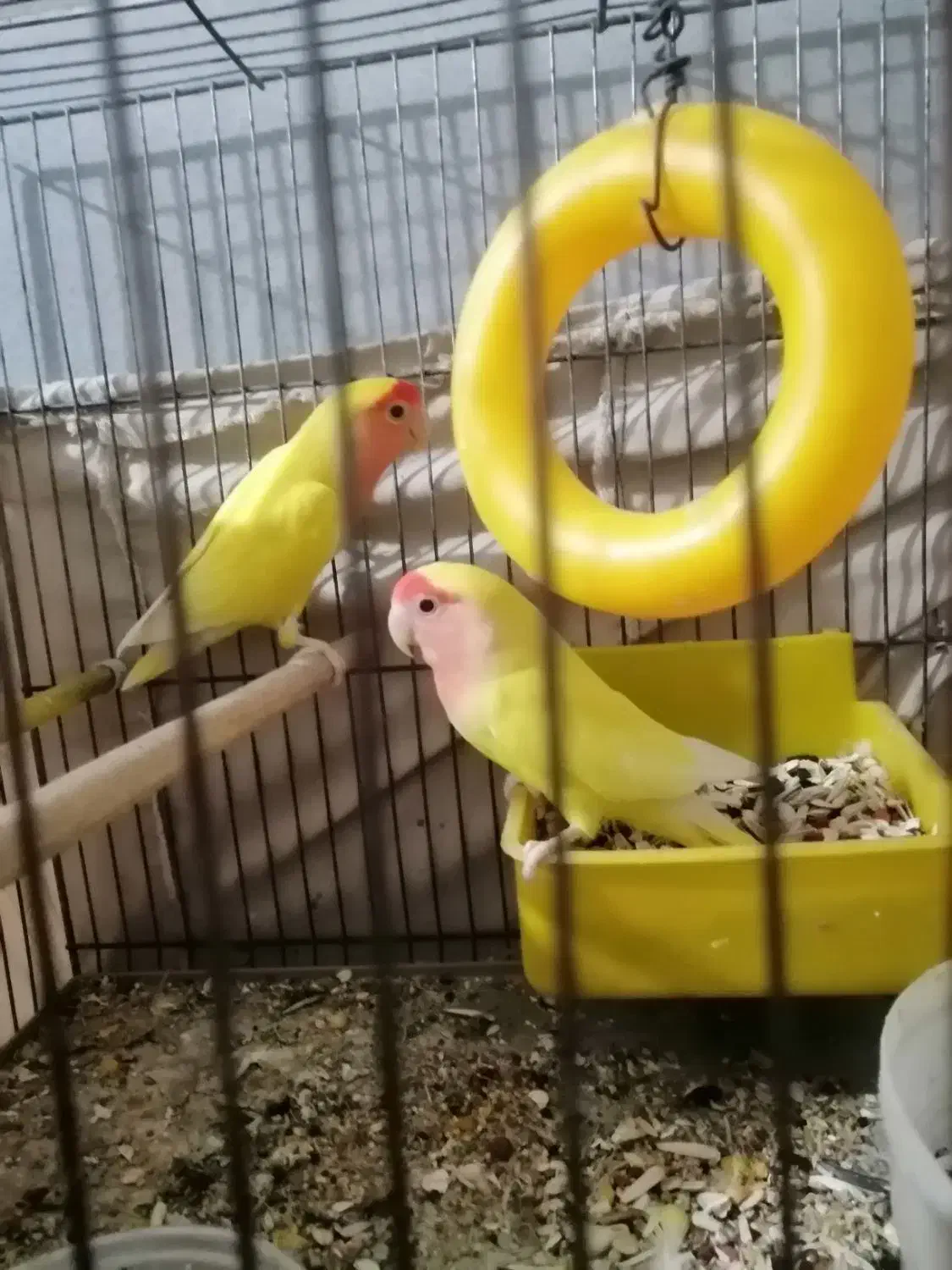 یک جفت کوتوله مولددرجه یک|پرنده|یزد, |دیوار