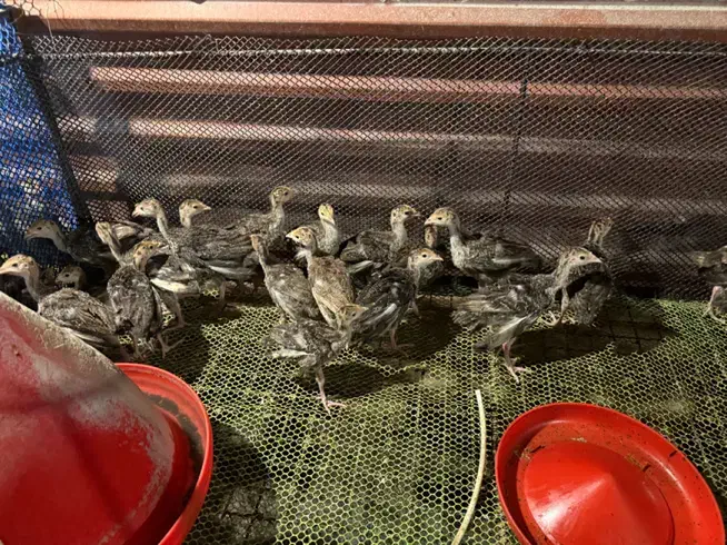 جوجه بوقلمون یک روزه تا یک ماهه با ارسال رایگان|حیوانات مزرعه|بهشهر, |دیوار