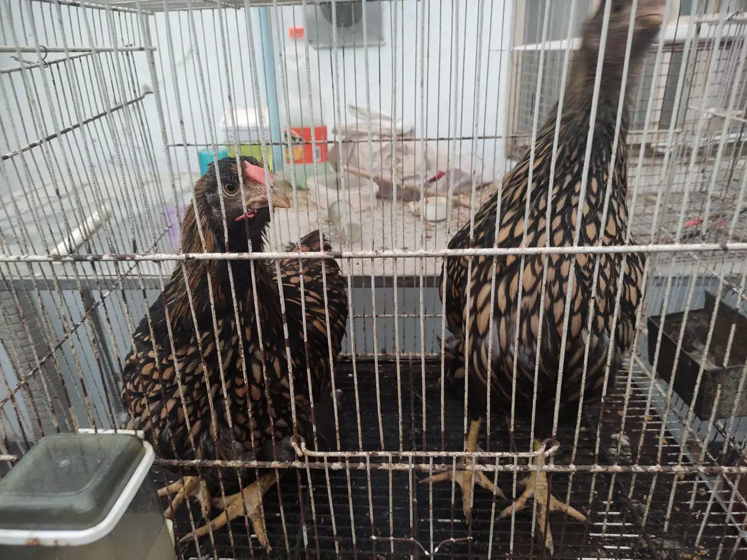 مرغ ویاندوت جی اس جی|حیوانات مزرعه|بهشهر, |دیوار