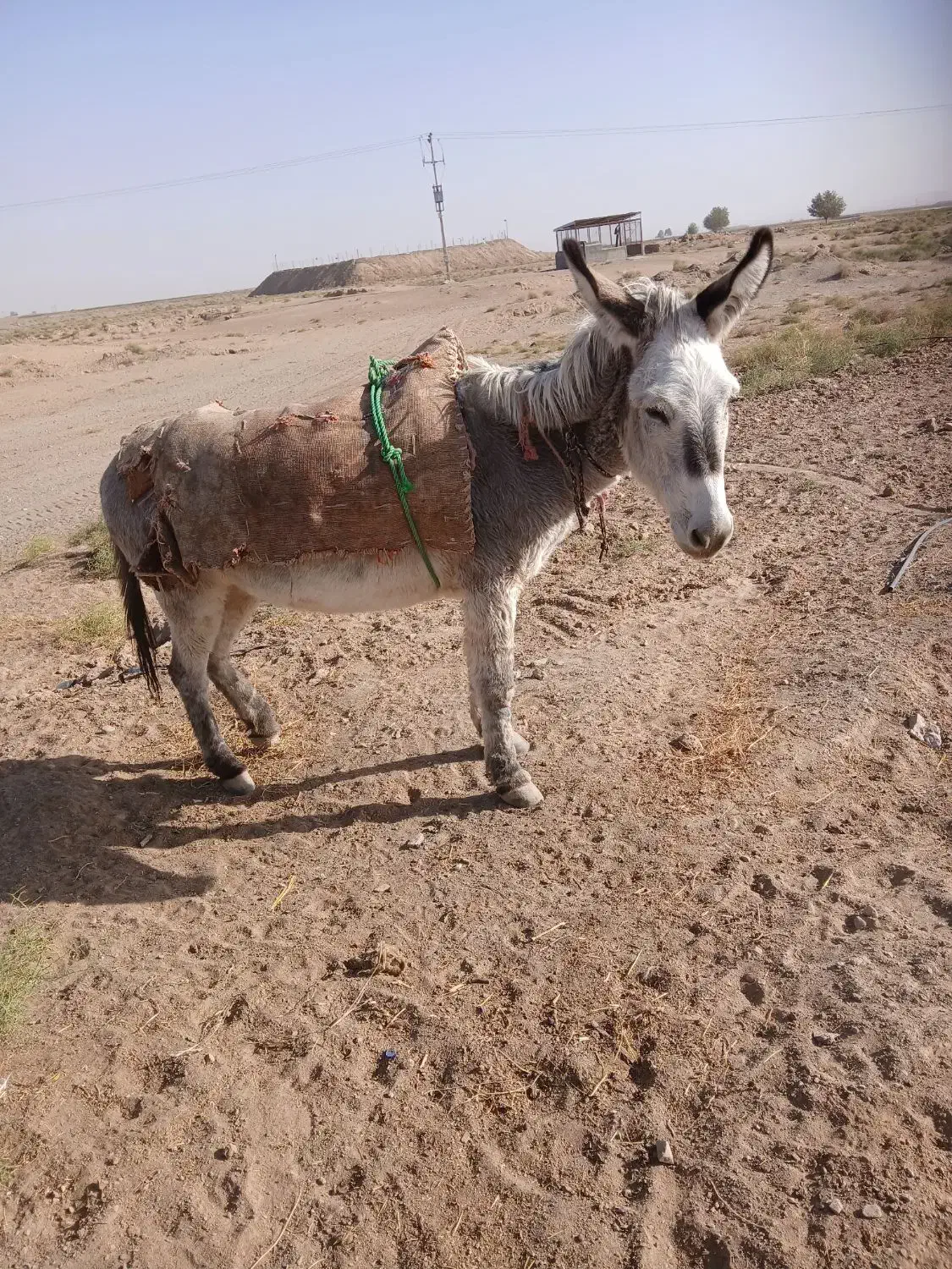 خر گله|حیوانات مزرعه|تربت جام, میان جام|دیوار