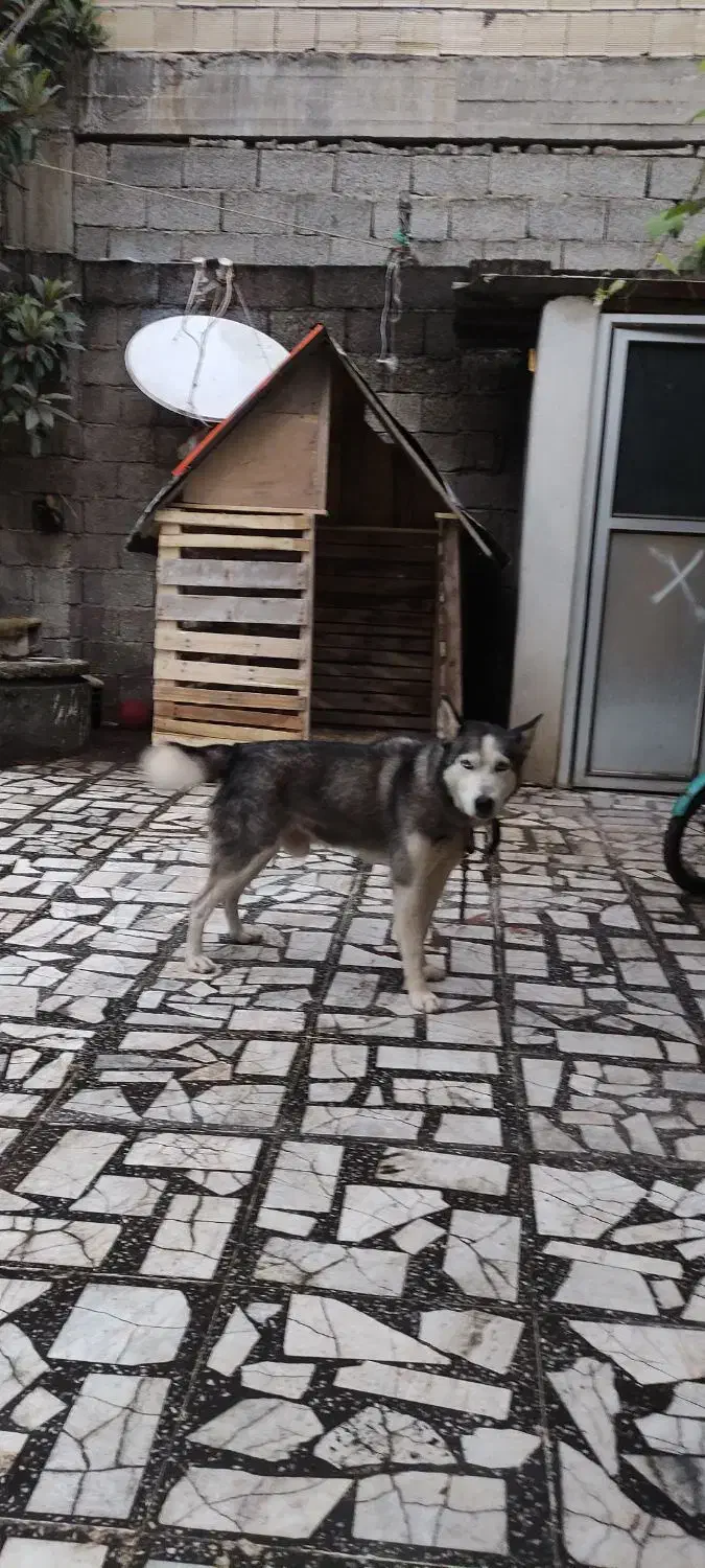 سگ هاسکی نر|سگ|فومن, |دیوار