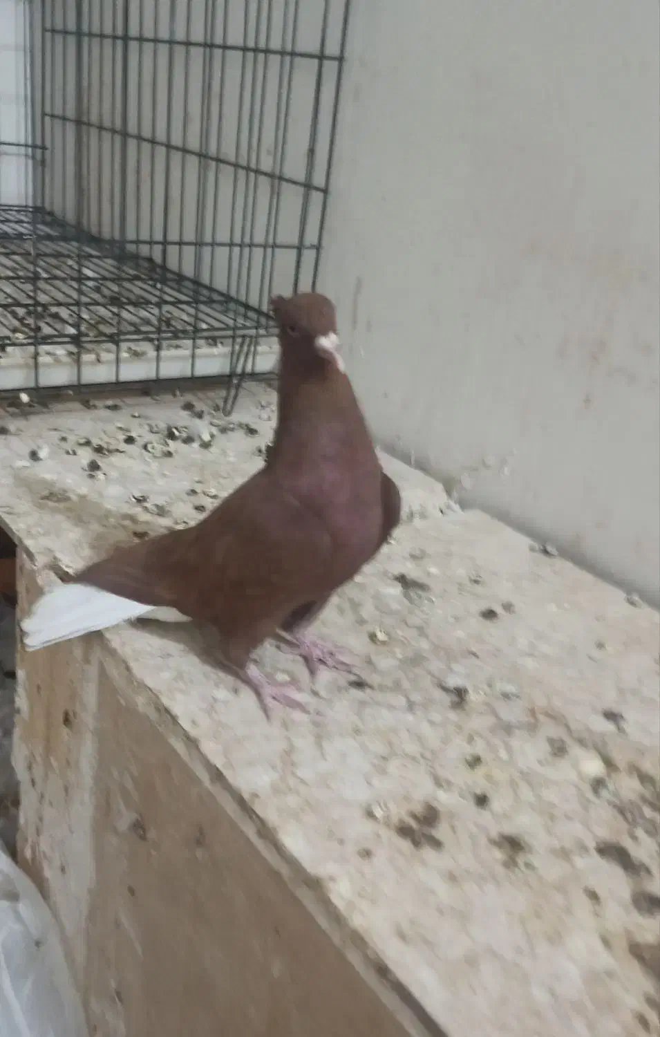 سرخ دم سفید|پرنده|بهبهان, |دیوار