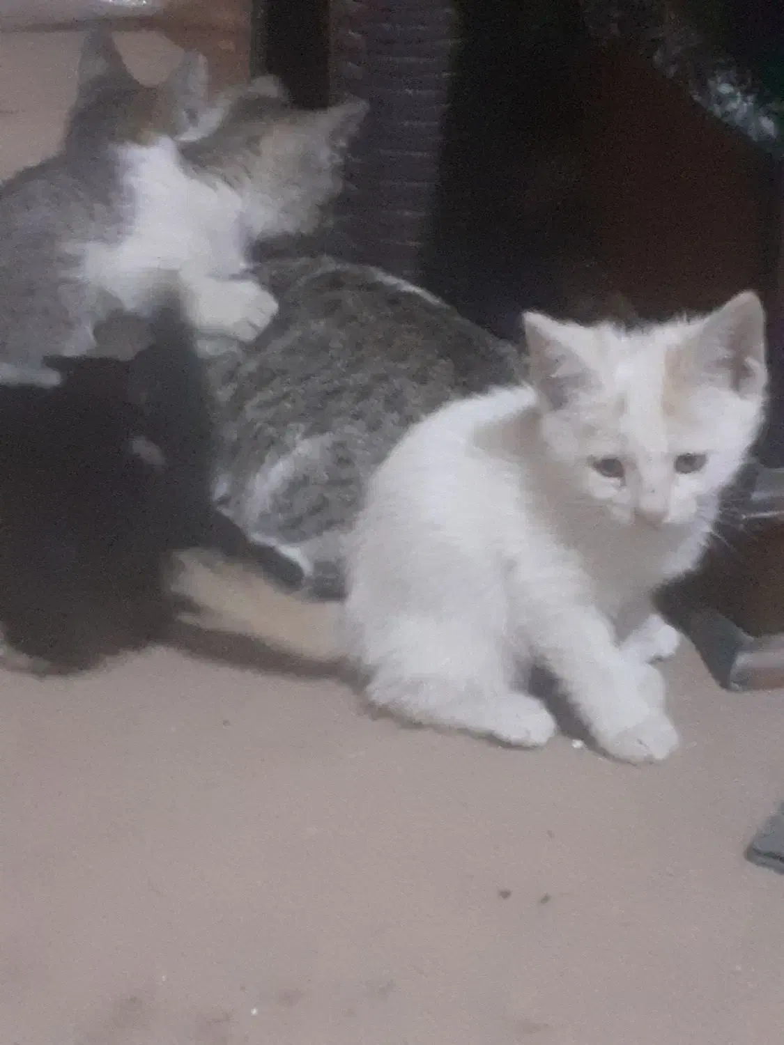 حمایت از بچه گربهای دوماهه به صورت رایگان|گربه|شهریار, شهریار|دیوار