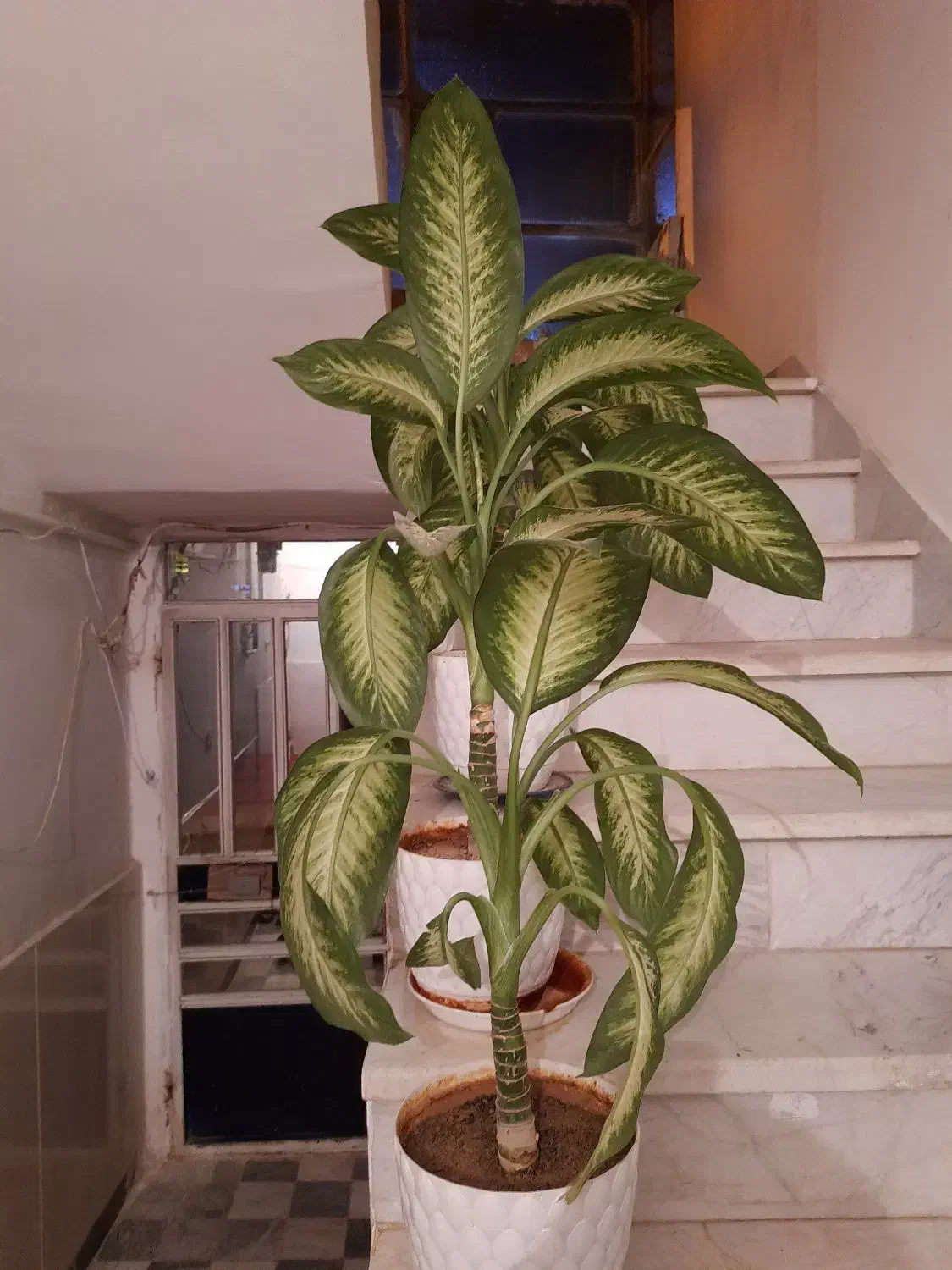 گل طبیعی سالم|گل و گیاه طبیعی|کرمانشاه, |دیوار