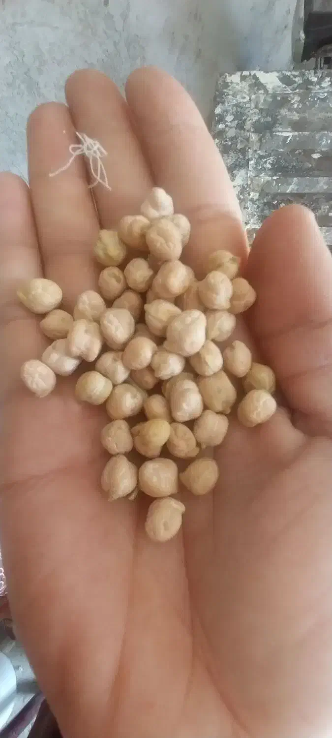 نخود|خوردنی و آشامیدنی|زاغه, |دیوار