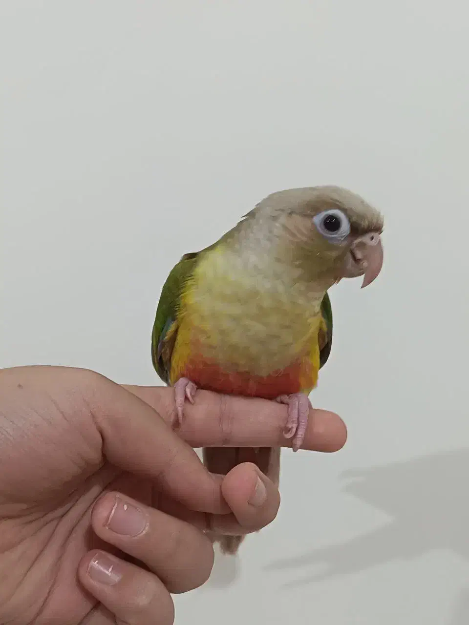 گرینچیک نر اناناسی 70 روزه فول اهلی و دونخور|پرنده|سهند, |دیوار