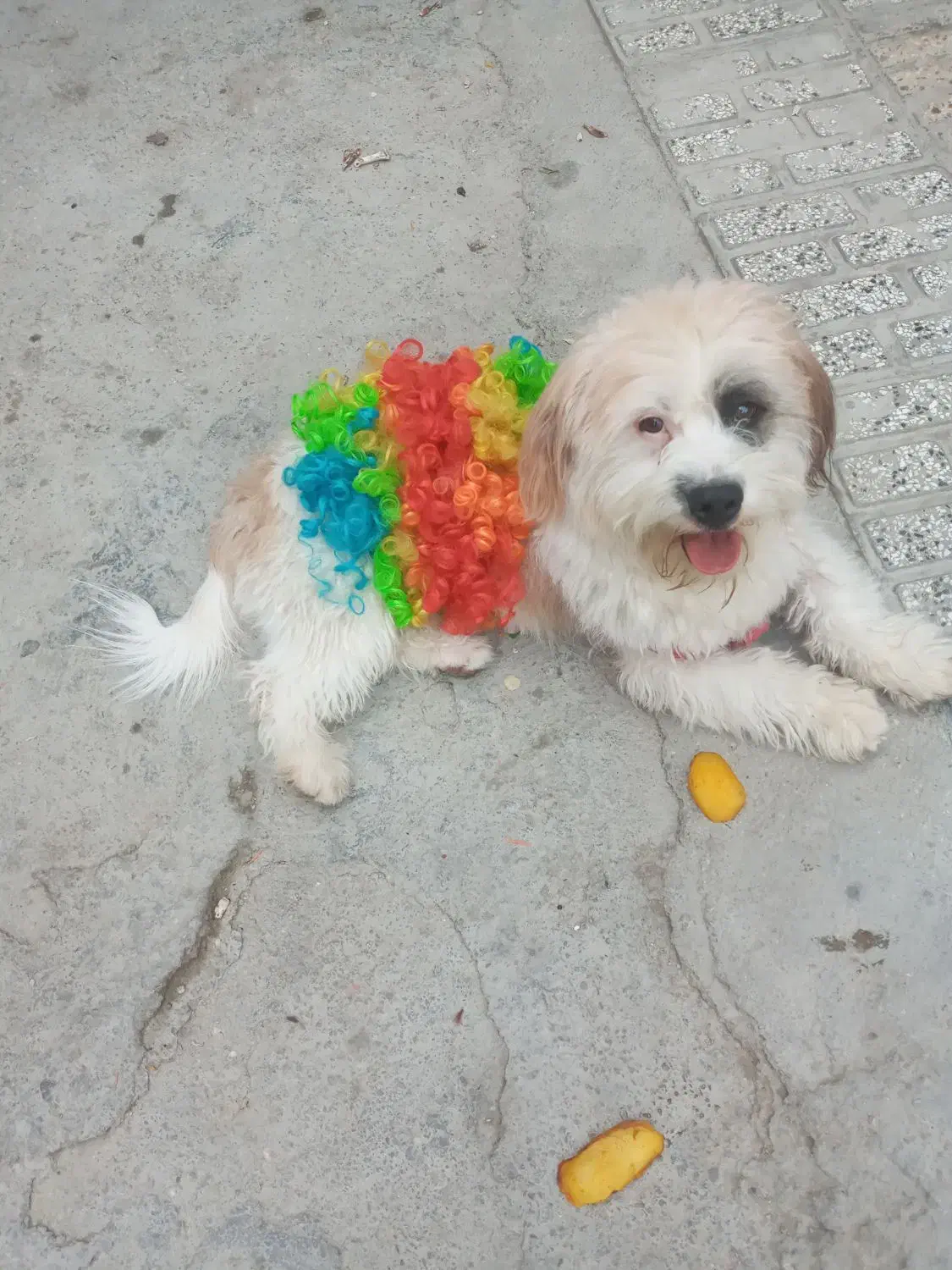 سگ پا کوتاه|سگ|شیروان (خراسان), |دیوار