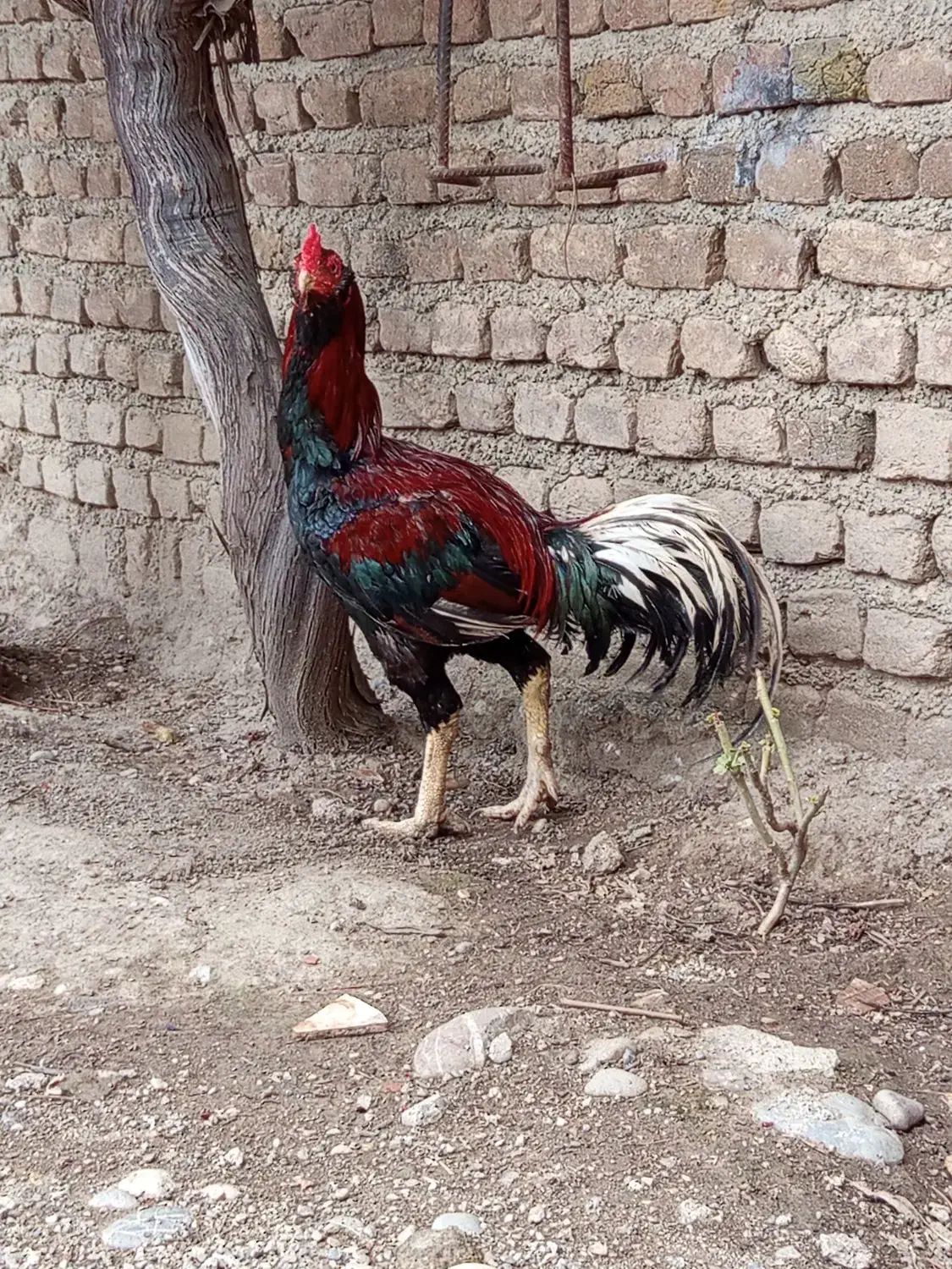 خروس لاری ریش|پرنده|مینودشت, |دیوار