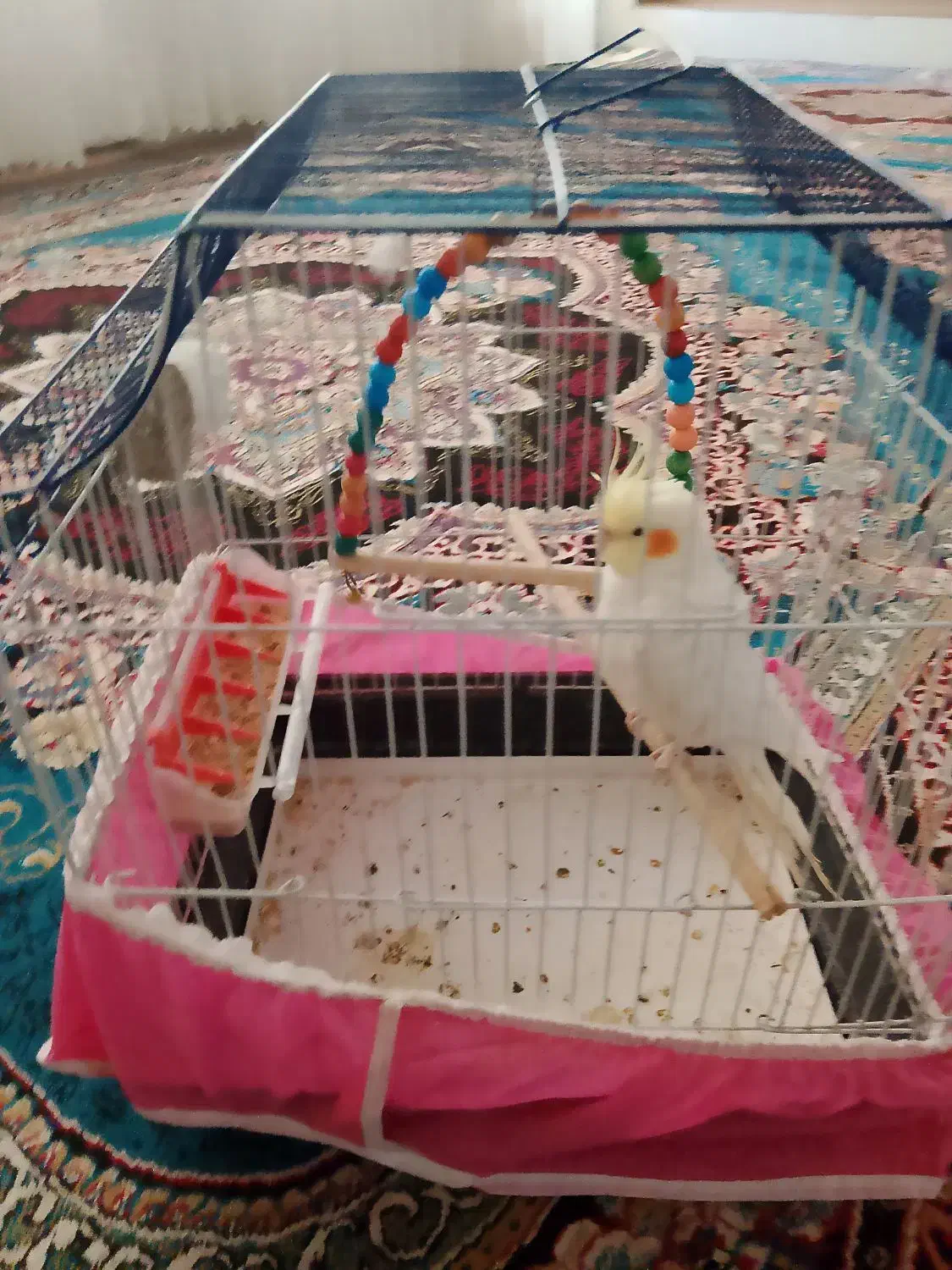 عروس هلندی|پرنده|سمیرم, |دیوار