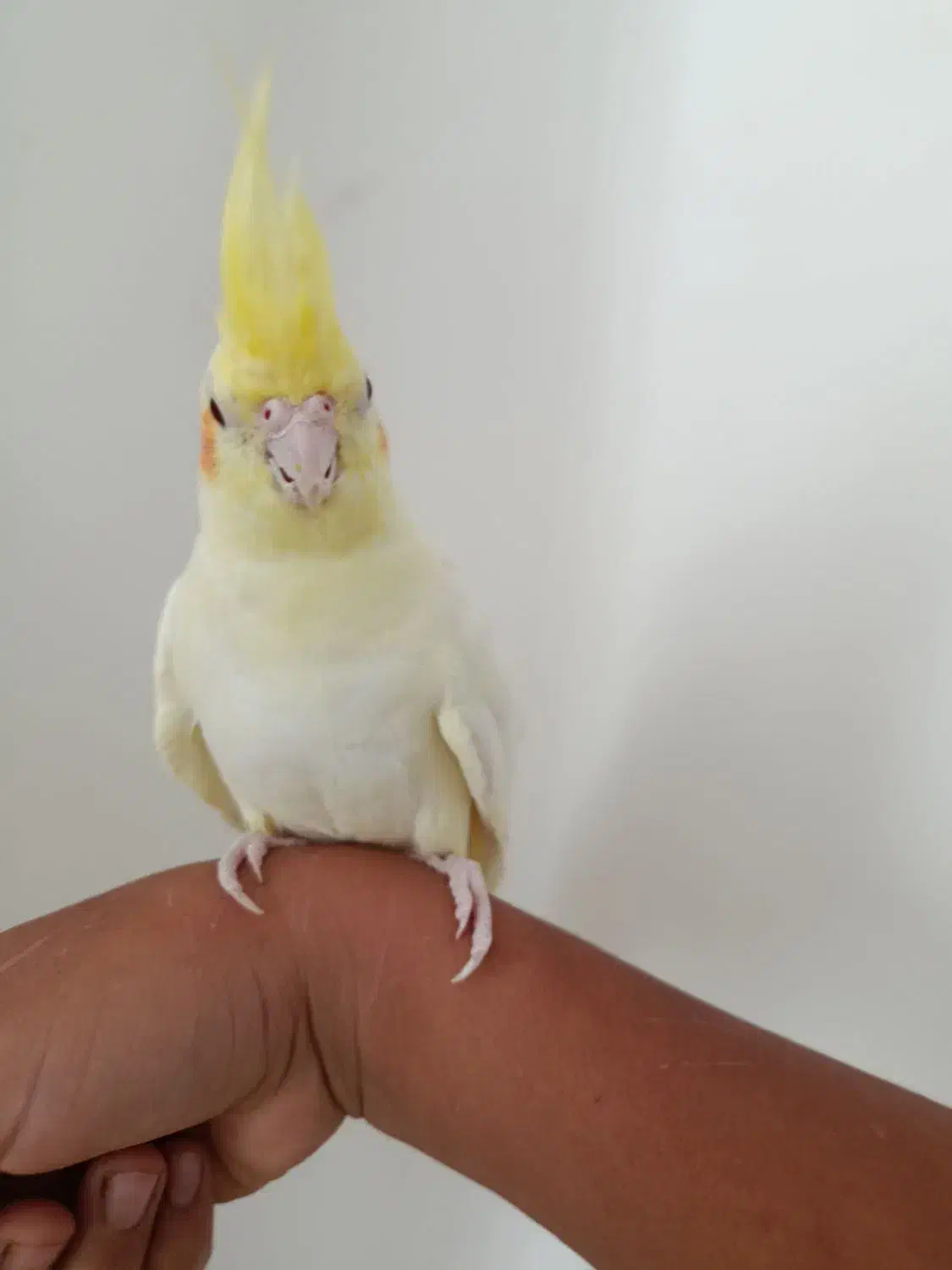 عروس هلندی لوتینو نر دستی چشم شرابی|پرنده|طبس, |دیوار