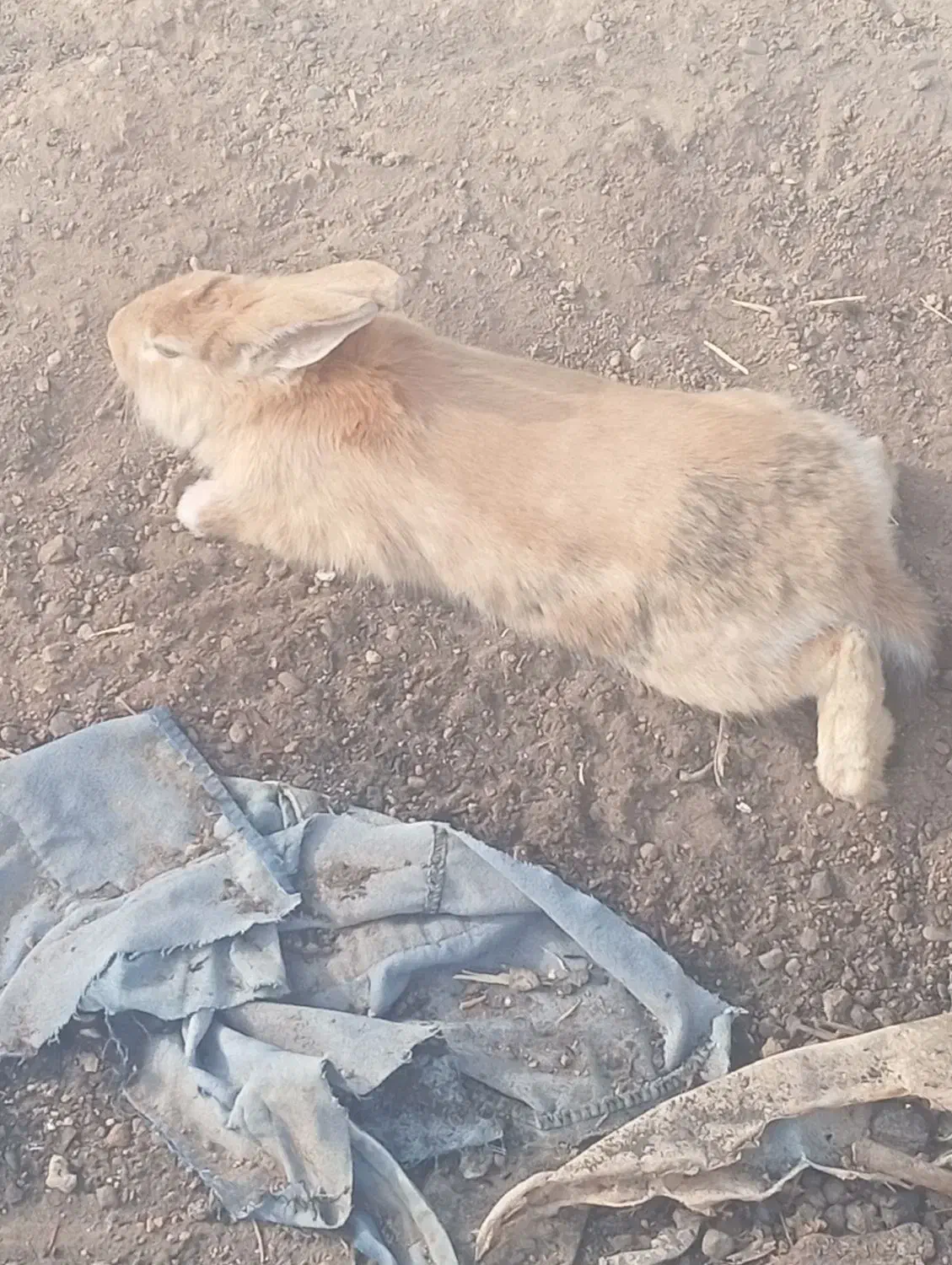 خرگوش|موش و خرگوش|اصفهان, براآن شمالی|دیوار