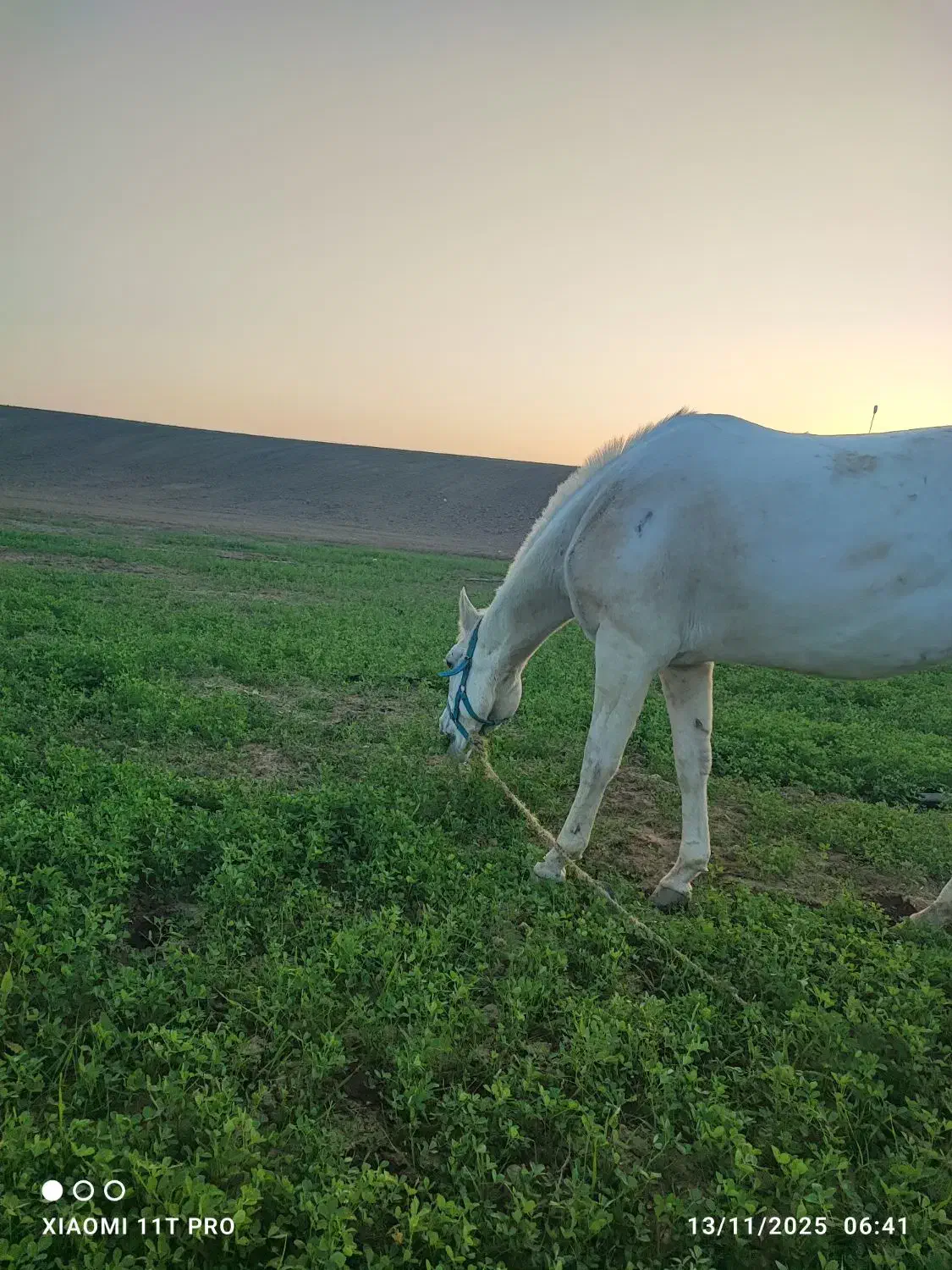 مادیان ترکمن هفت ماهه آبستن|اسب و تجهیزات اسبسواری|گنبد کاووس, |دیوار