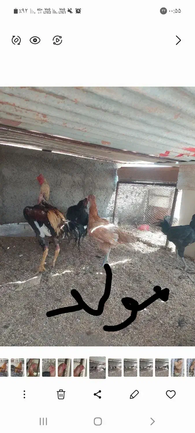 جوجه لاری نژاد اوشامو و افغان|حیوانات مزرعه|مشهد, شهرک رازی (شهرک غرب)|دیوار