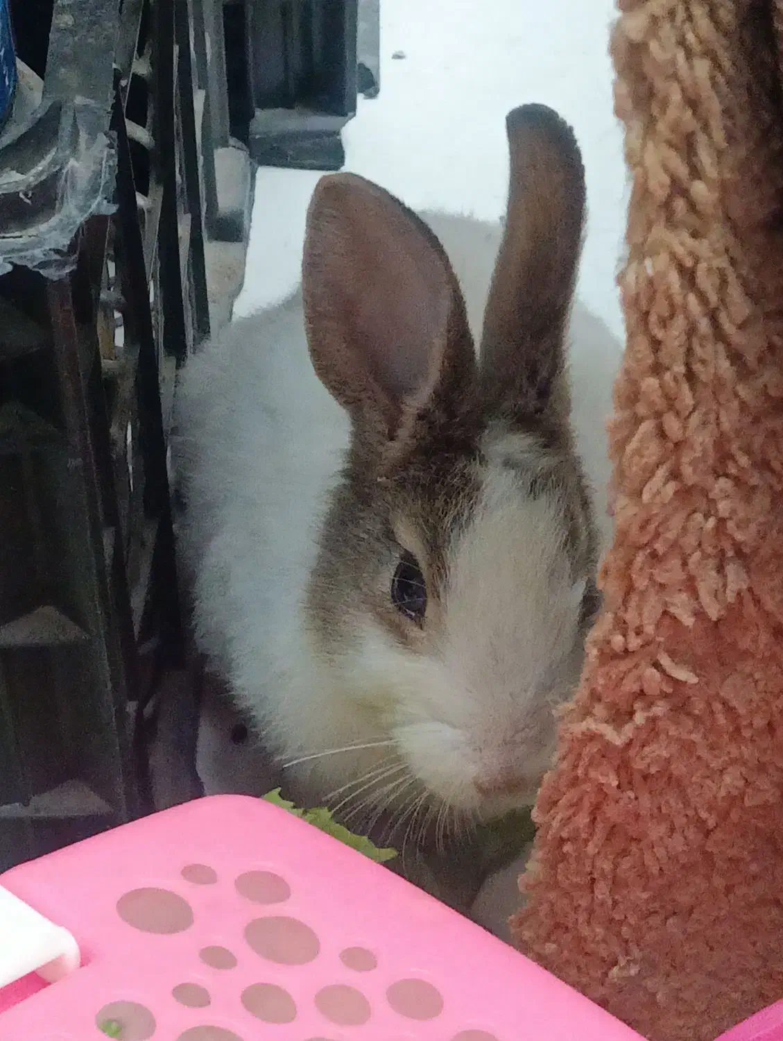 واگذاری رایگان خرگوش|موش و خرگوش|فلاورجان, |دیوار