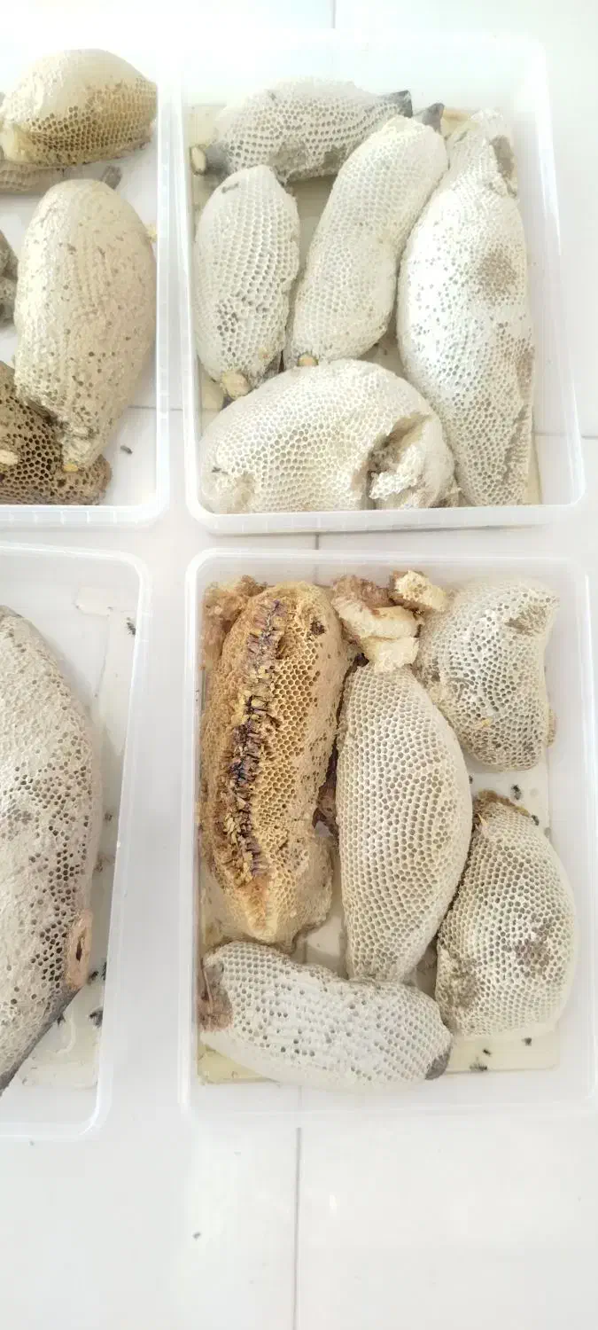 عسل وحشی طبیعی|خوردنی و آشامیدنی|بند زرک, |دیوار