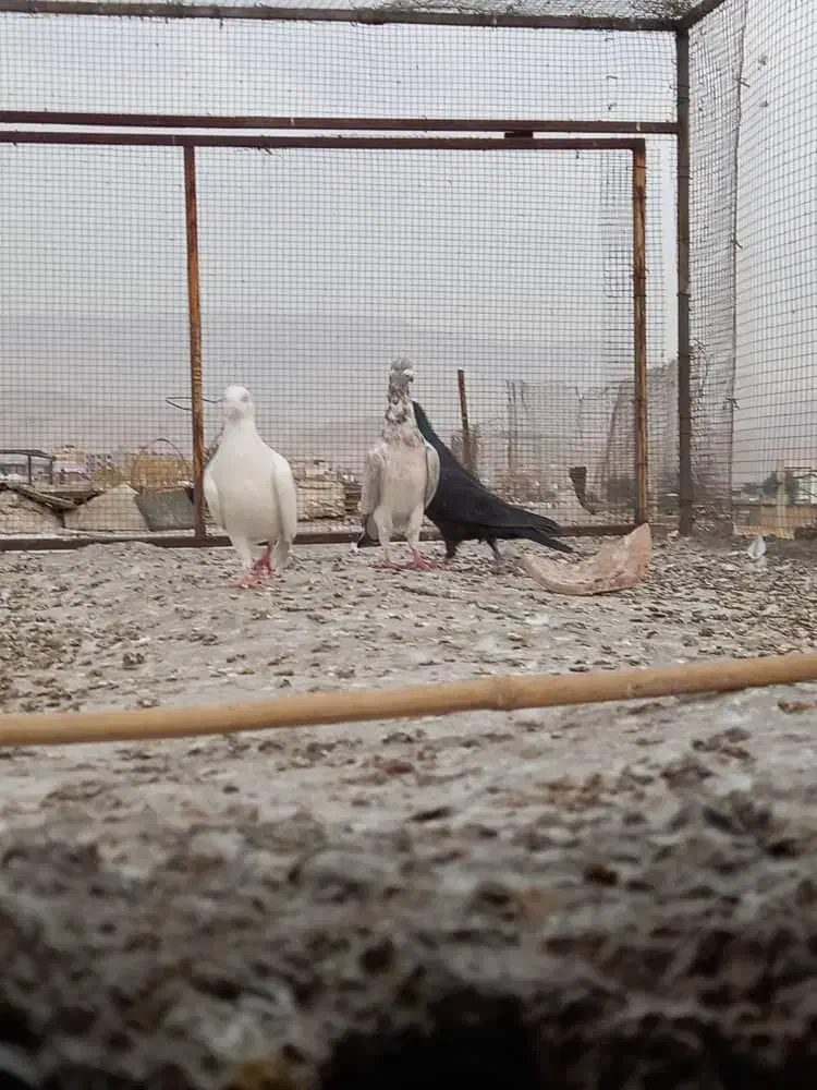 ۳کفتر بیرون شهری|پرنده|شیراز, کوی زهرا|دیوار