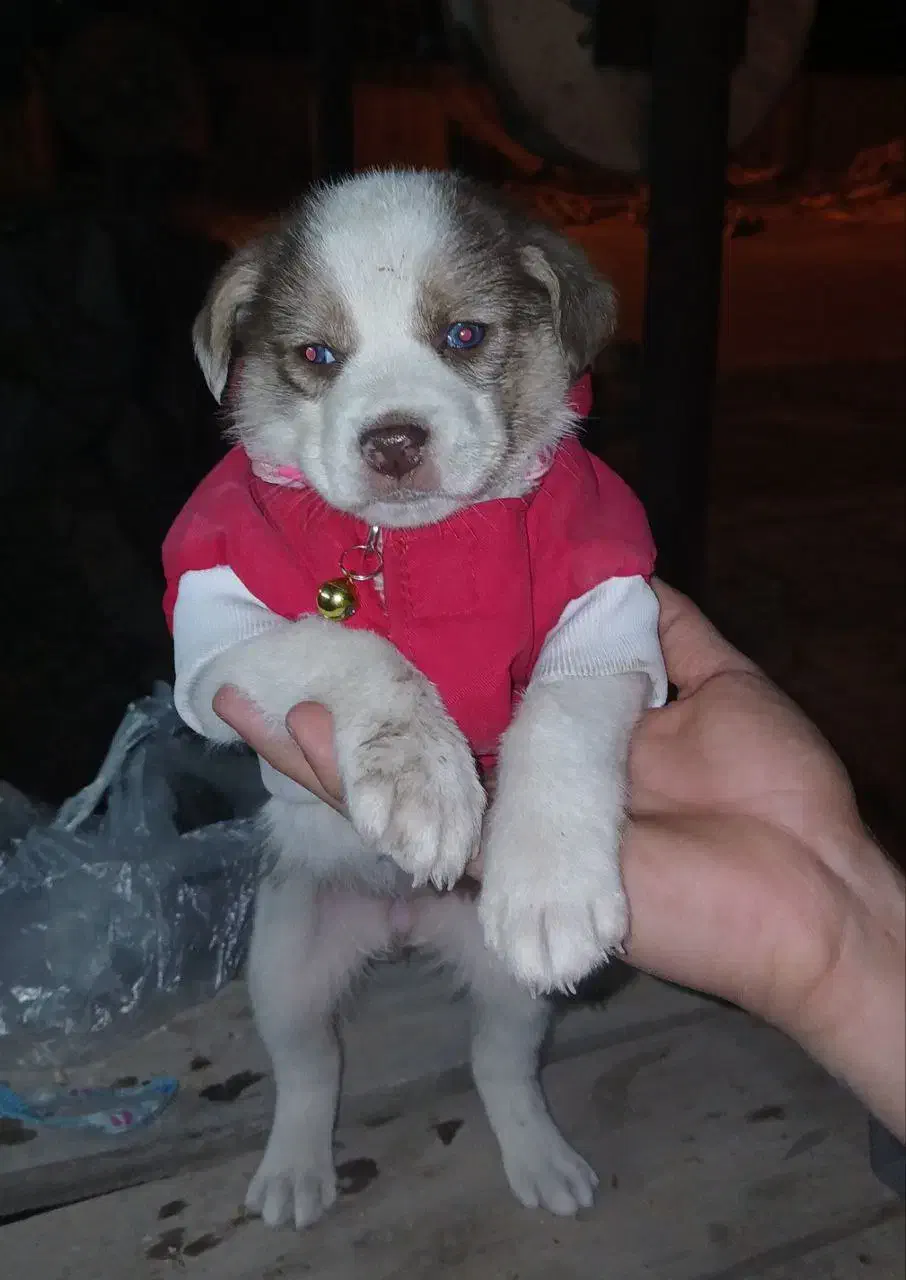 سگ پاکوتاه فروشی|سگ|ری, فیروزآبادی|دیوار