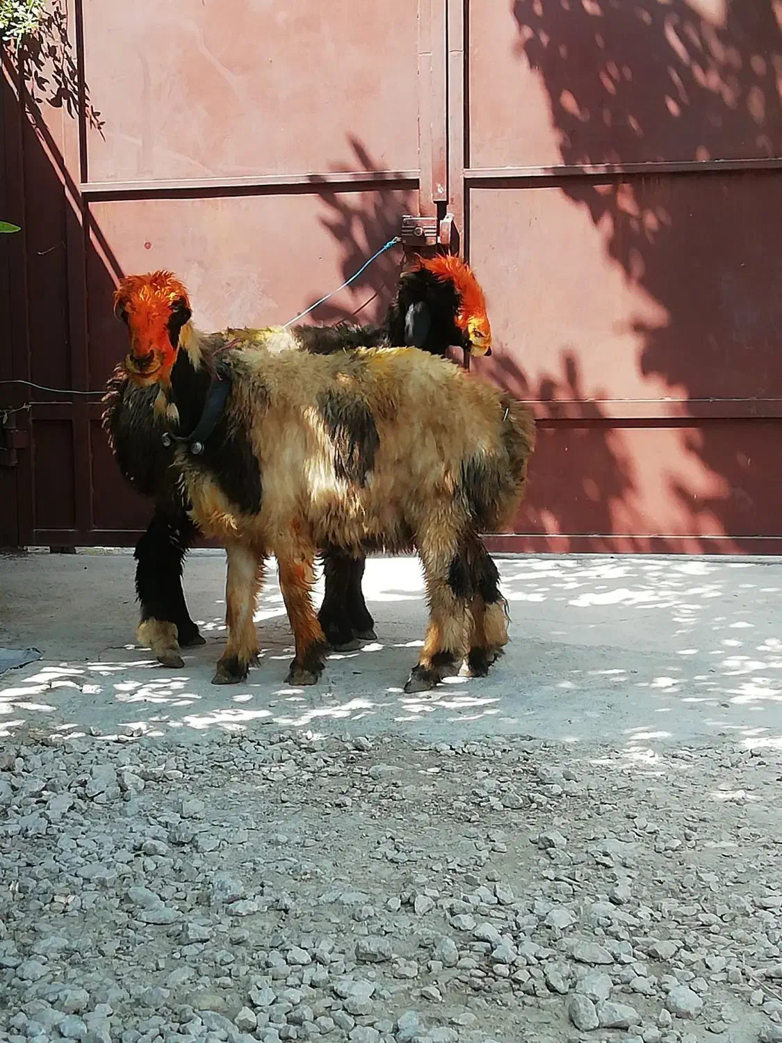 فروش میش بره کهره بز شیشک بختیاری شهر کردی|حیوانات مزرعه|کوار, |دیوار