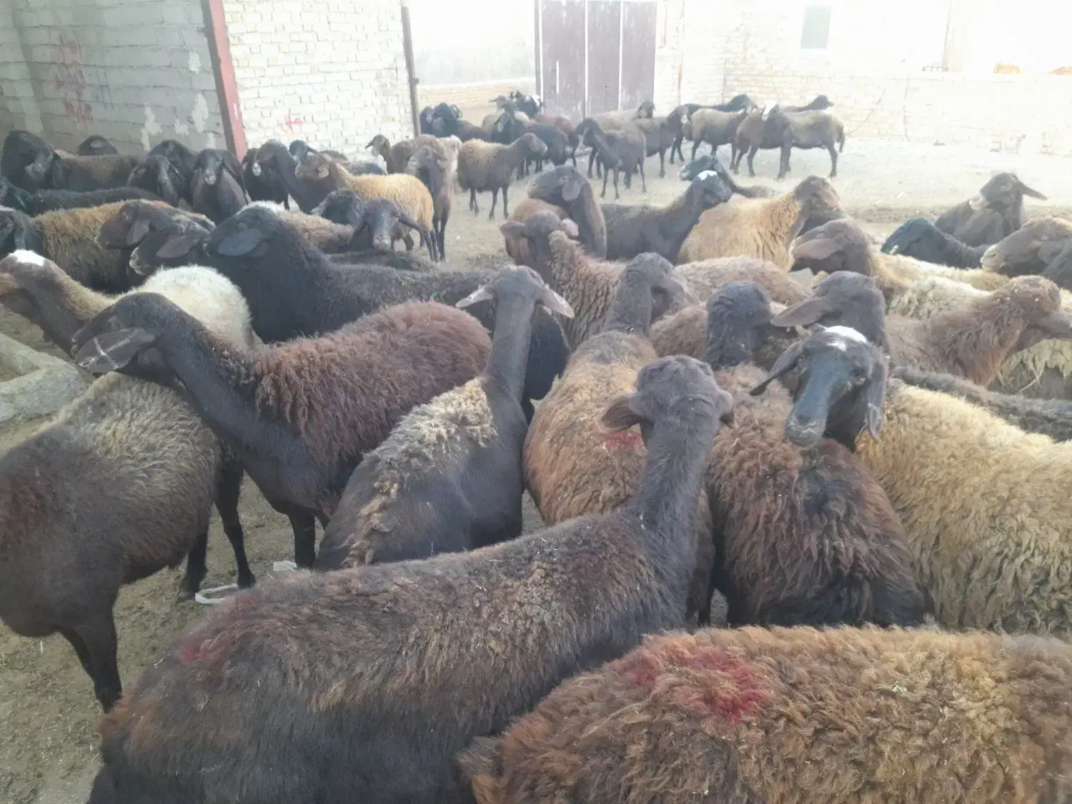۷۰ راس میش قزل افشار|حیوانات مزرعه|زنجانرود, |دیوار
