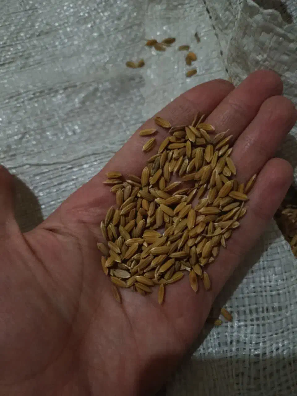 چلکوت لنجونی|خوردنی و آشامیدنی|مبارکه, |دیوار