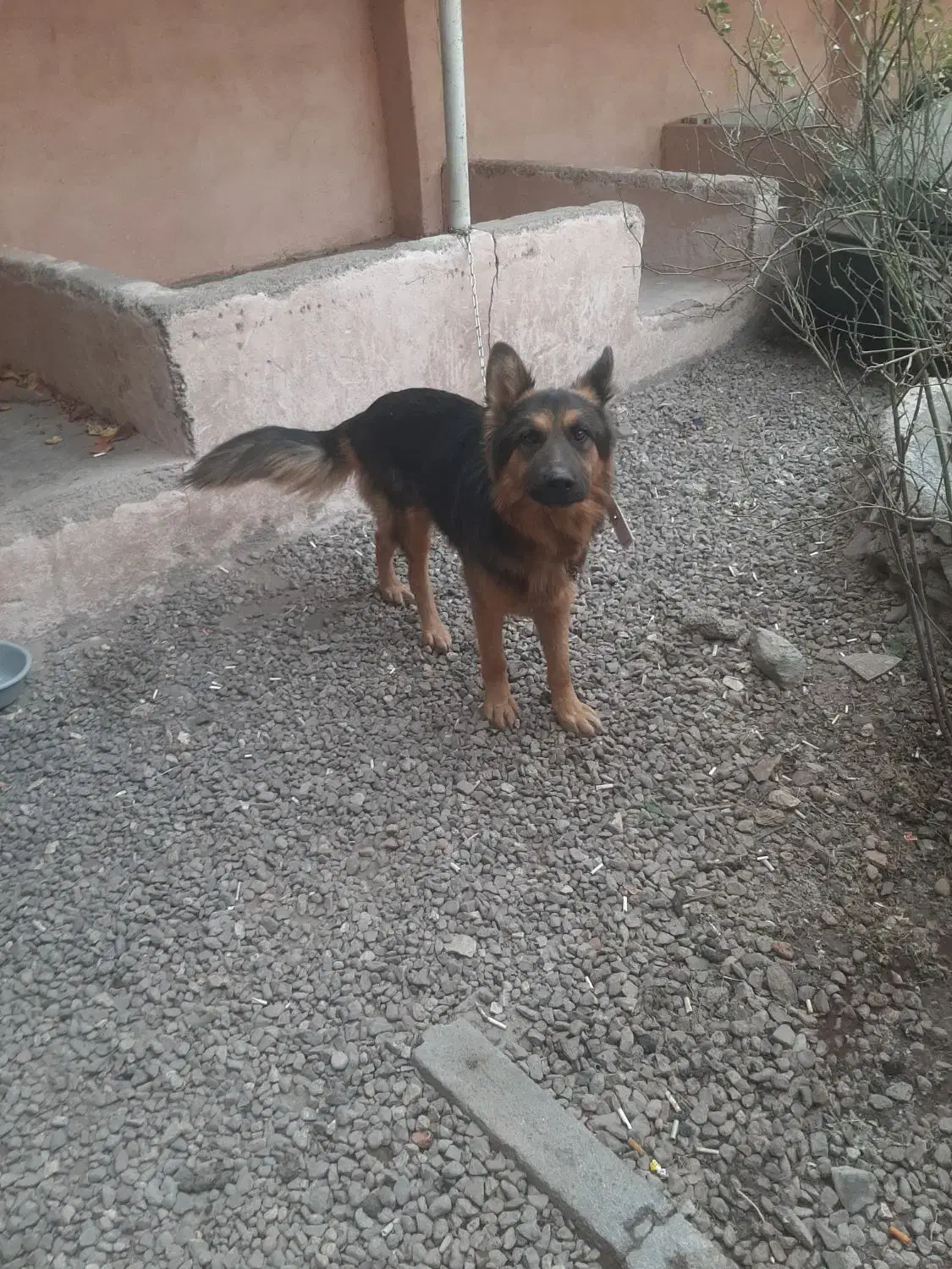 فروش سگ ژرمن شیپر اصل نژاد خالص|سگ|قزوین, |دیوار