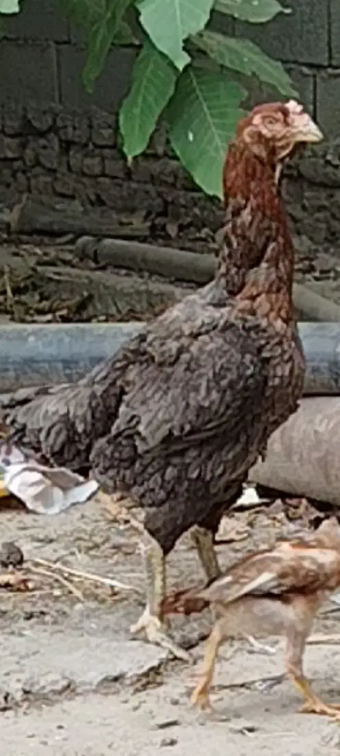 مرغ لاری طوس|حیوانات مزرعه|کلاله, |دیوار
