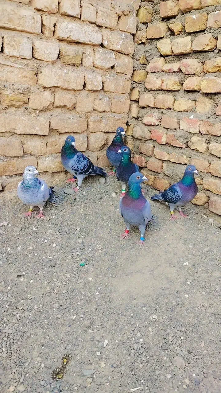 جوفت گاه المانی|پرنده|رضویه, |دیوار