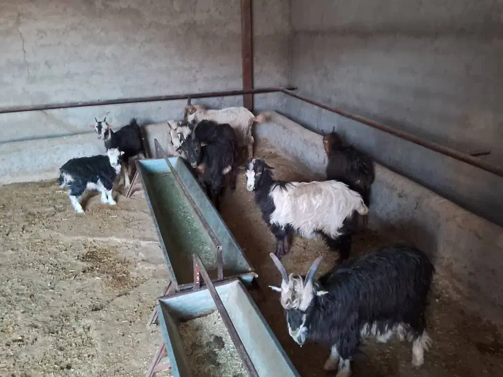 ۹ راس بزغاله فروشی|حیوانات مزرعه|پردیس, فاز ۶|دیوار