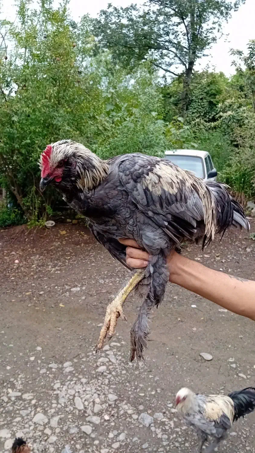 مرغ وخروس زینتی و محلی|حیوانات مزرعه|اطاقور, |دیوار