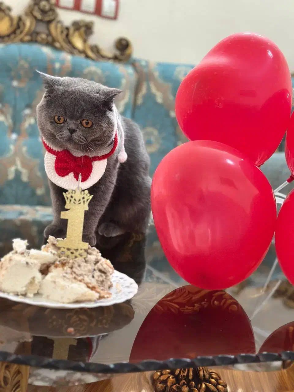 گربه اسکاتیش|گربه|قرچک, مهدیه|دیوار