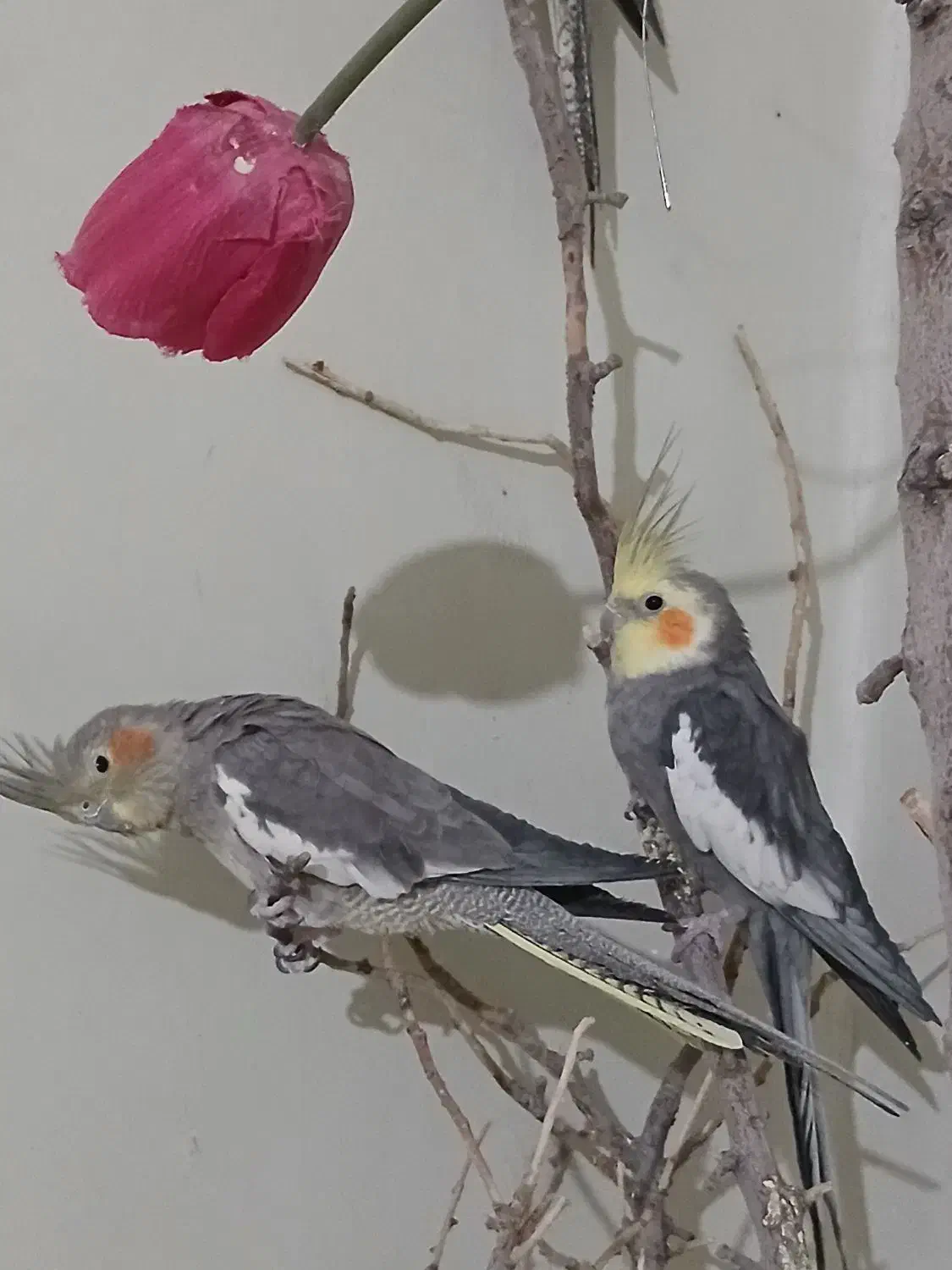 عروس هلندی های بامزه|پرنده|فولادشهر, A1|دیوار