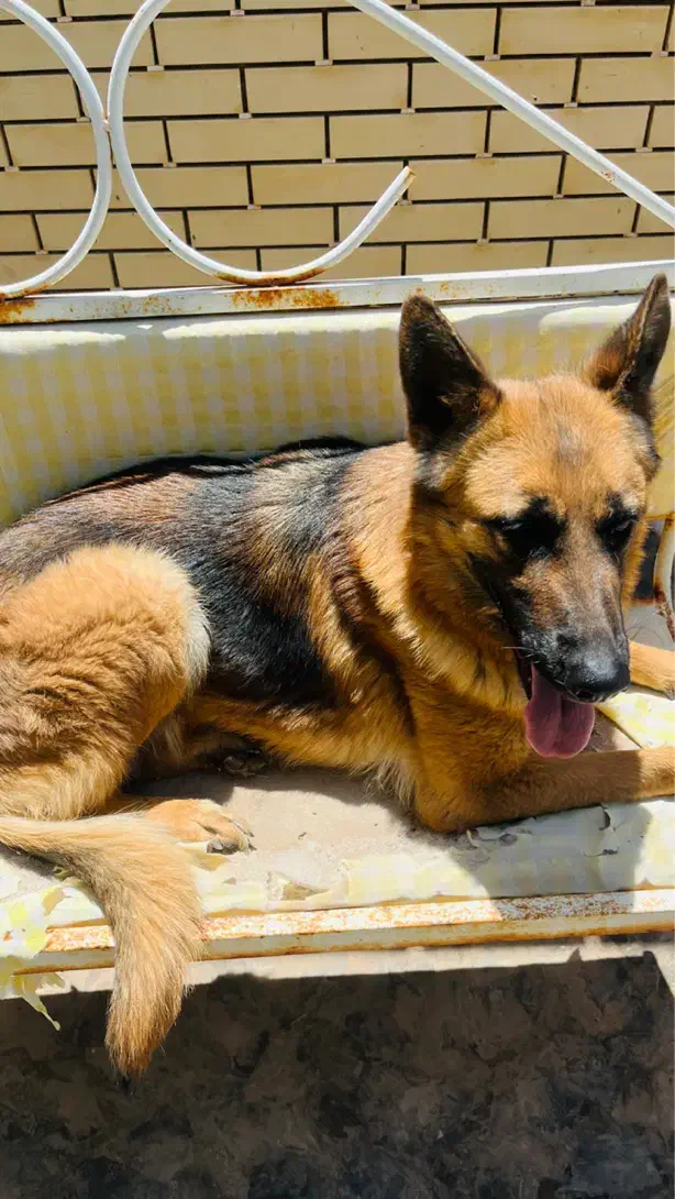 سگ ژرمن|سگ|کرمان, |دیوار